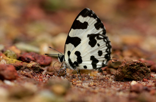 Butterfly park belvai